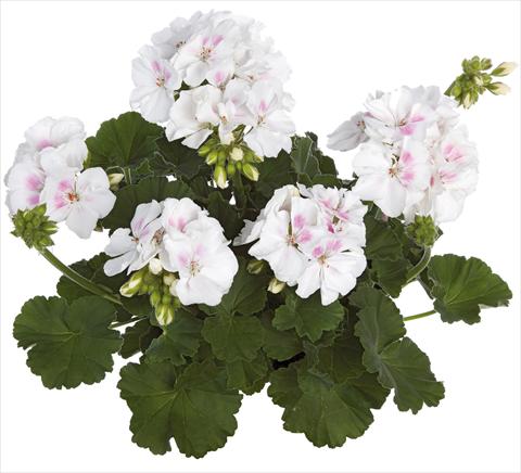 Foto de variedad de flores para ser usadas como: Maceta o Tarrina de colgar Pelargonium zonale Summer Idols® fides® White Blush