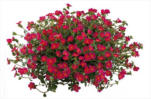 Foto de variedad de flores para ser usadas como: Planta de temporada, patio, Tarrina de colgar Portulaca Pazzaz Deep Pink