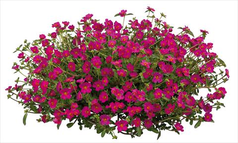 Foto de variedad de flores para ser usadas como: Planta de temporada, patio, Tarrina de colgar Portulaca Pazzaz Fuchsia