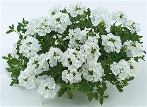 Foto de variedad de flores para ser usadas como: Maceta, patio, Tarrina de colgar Verbena Donalena™ Pure White