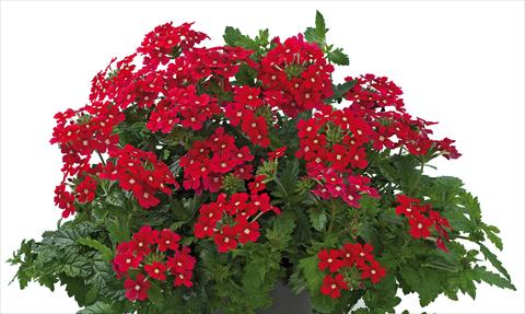 Foto de variedad de flores para ser usadas como: Maceta, patio, Tarrina de colgar Verbena Donalena™ Red Lips