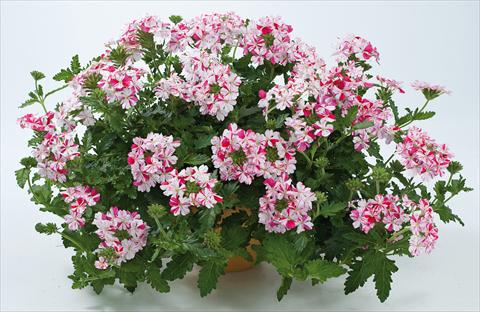 Foto de variedad de flores para ser usadas como: Maceta, patio, Tarrina de colgar Verbena Donalena™ Twinkle Deep Pink