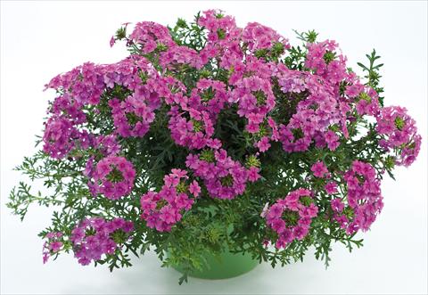 Foto de variedad de flores para ser usadas como: Maceta, patio, Tarrina de colgar Verbena Veralena™ Hot Pink