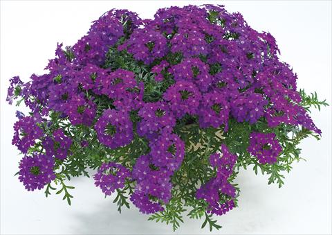 Foto de variedad de flores para ser usadas como: Maceta, patio, Tarrina de colgar Verbena Veralena™ Purple Improved