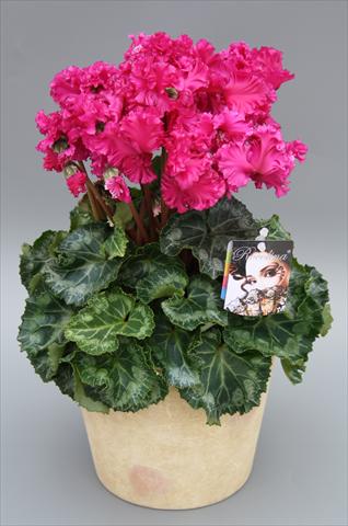 Foto de variedad de flores para ser usadas como: Maceta y planta de temporada Cyclamen persicum midi Rocolina Deep Purple