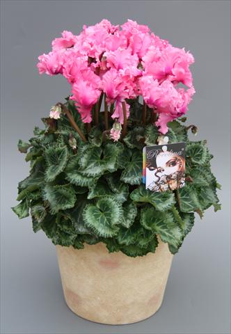 Foto de variedad de flores para ser usadas como: Maceta y planta de temporada Cyclamen persicum midi Rocolina Light Pink