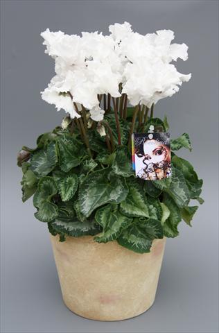 Foto de variedad de flores para ser usadas como: Maceta Cyclamen persicum mini Rocolina White