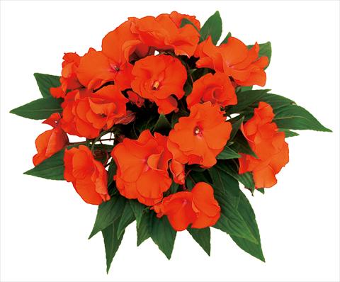 Foto de variedad de flores para ser usadas como: Maceta, planta de temporada, patio Impatiens N. Guinea Rokoko Antoinette