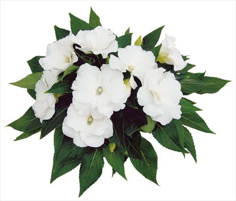 Foto de variedad de flores para ser usadas como: Maceta, planta de temporada, patio Impatiens N. Guinea Rokoko Blanca
