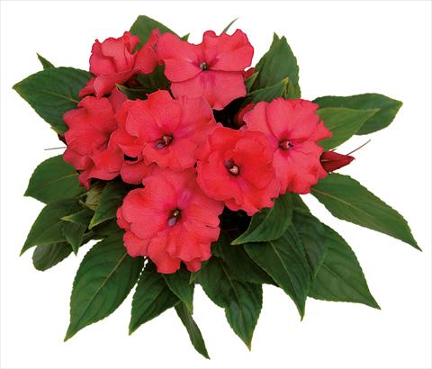 Foto de variedad de flores para ser usadas como: Maceta, planta de temporada, patio Impatiens N. Guinea Rokoko Constanze