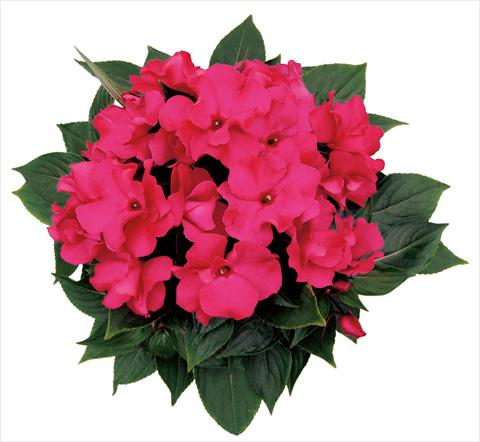 Foto de variedad de flores para ser usadas como: Maceta, planta de temporada, patio Impatiens N. Guinea Rokoko Isabeau