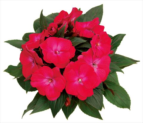 Foto de variedad de flores para ser usadas como: Maceta, planta de temporada, patio Impatiens N. Guinea Rokoko Madeleine