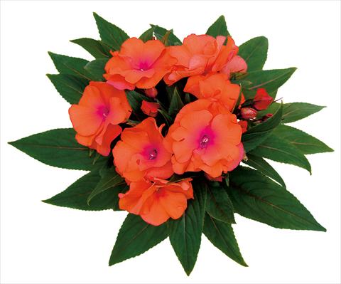 Foto de variedad de flores para ser usadas como: Maceta, planta de temporada, patio Impatiens N. Guinea Rokoko Theresia