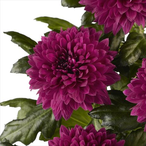 Foto de variedad de flores para ser usadas como:  Chrysanthemum Dante Purple