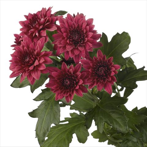 Foto de variedad de flores para ser usadas como:  Chrysanthemum Dante Red