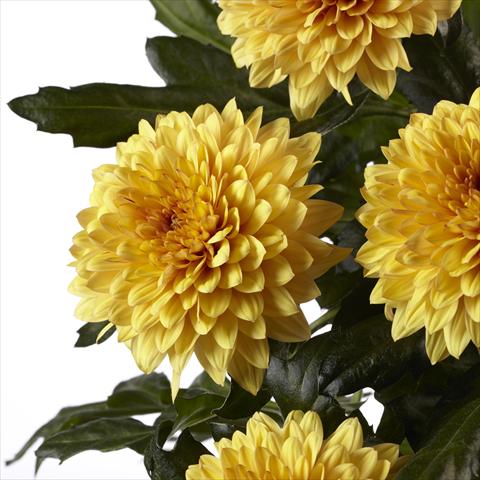 Foto de variedad de flores para ser usadas como:  Chrysanthemum Dante Yellow
