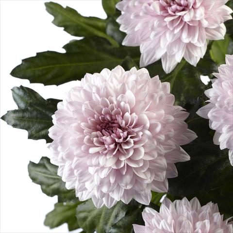 Foto de variedad de flores para ser usadas como:  Chrysanthemum Dante