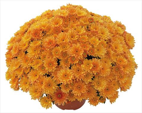 Foto de variedad de flores para ser usadas como: Maceta y planta de temporada Chrysanthemum Elephantine Abricot