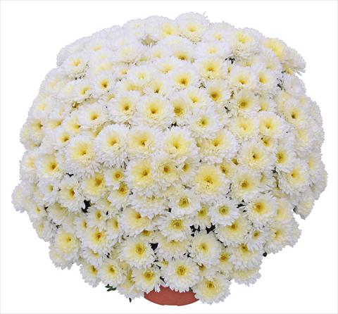Foto de variedad de flores para ser usadas como: Maceta y planta de temporada Chrysanthemum Elephantine Blanc