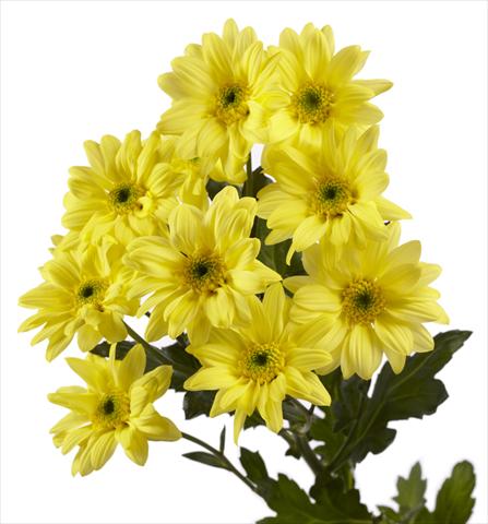 Foto de variedad de flores para ser usadas como:  Chrysanthemum Gabbana Yellow