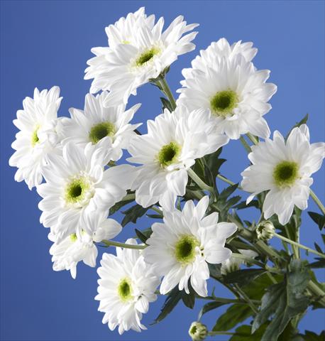 Foto de variedad de flores para ser usadas como:  Chrysanthemum Gabbana