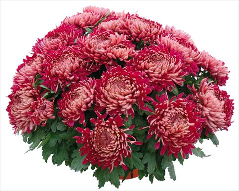 Foto de variedad de flores para ser usadas como: Maceta y planta de temporada Chrysanthemum Romy Bordeaux