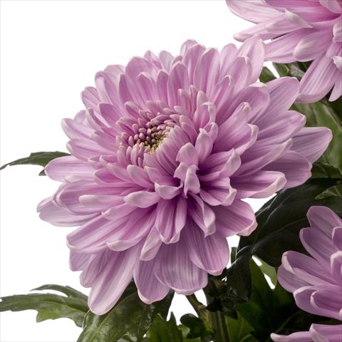 Foto de variedad de flores para ser usadas como:  Chrysanthemum Rossano Dark