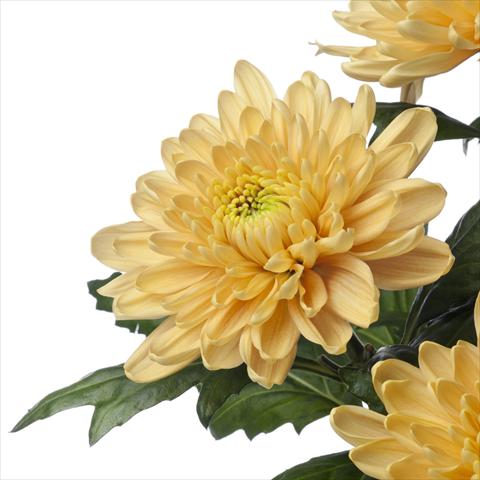 Foto de variedad de flores para ser usadas como:  Chrysanthemum Rossano Orange