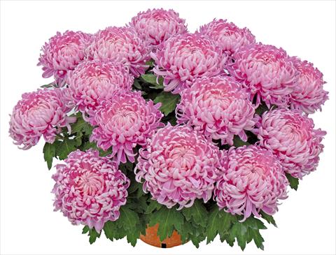 Foto de variedad de flores para ser usadas como: Maceta y planta de temporada Chrysanthemum Tatou