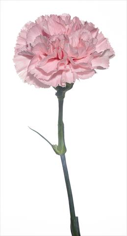 Foto de variedad de flores para ser usadas como: Flor cortada Dianthus caryophyllus Bizet