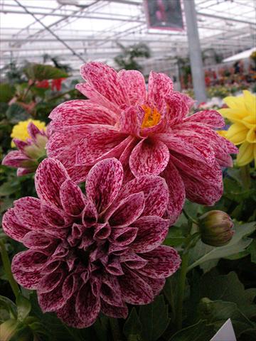 Foto de variedad de flores para ser usadas como: Maceta y planta de temporada Dahlia Dahlietta Paula