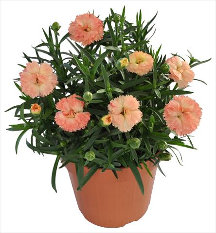 Foto de variedad de flores para ser usadas como: Tarrina de colgar / Maceta Dianthus RE-AL® Capriccio Apricot