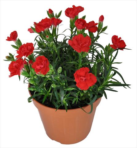 Foto de variedad de flores para ser usadas como: Tarrina de colgar / Maceta Dianthus caryophyllus RE-AL® Capriccio Bright Red