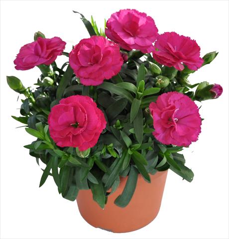 Foto de variedad de flores para ser usadas como: Tarrina de colgar / Maceta Dianthus caryophyllus RE-AL® Capriccio Dark Pink