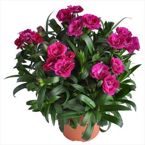 Foto de variedad de flores para ser usadas como: Tarrina de colgar / Maceta Dianthus RE-AL® Capriccio Deep Fuxia