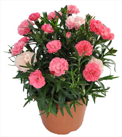 Foto de variedad de flores para ser usadas como: Tarrina de colgar / Maceta Dianthus RE-AL® Capriccio Deep Pink