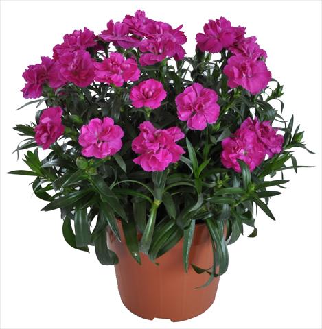 Foto de variedad de flores para ser usadas como: Tarrina de colgar / Maceta Dianthus RE-AL® Capriccio Fuxia