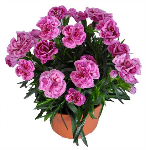 Foto de variedad de flores para ser usadas como: Tarrina de colgar / Maceta Dianthus RE-AL® Capriccio Lilac Fantasy