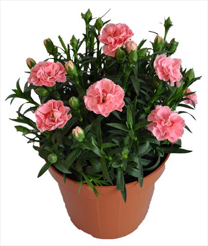 Foto de variedad de flores para ser usadas como: Tarrina de colgar / Maceta Dianthus RE-AL® Capriccio Pink Fantasy