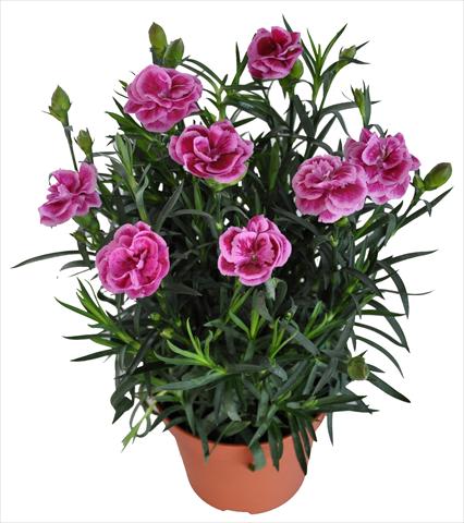 Foto de variedad de flores para ser usadas como: Tarrina de colgar / Maceta Dianthus RE-AL® Capriccio Pink Fuxia