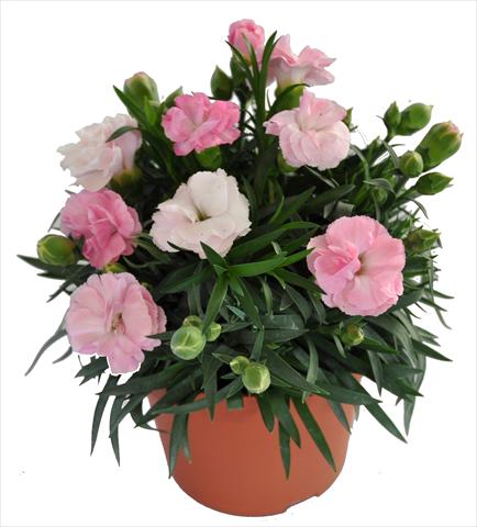 Foto de variedad de flores para ser usadas como: Tarrina de colgar / Maceta Dianthus RE-AL® Capriccio Pink