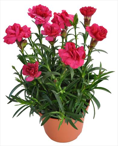 Foto de variedad de flores para ser usadas como: Tarrina de colgar / Maceta Dianthus RE-AL® Capriccio Red