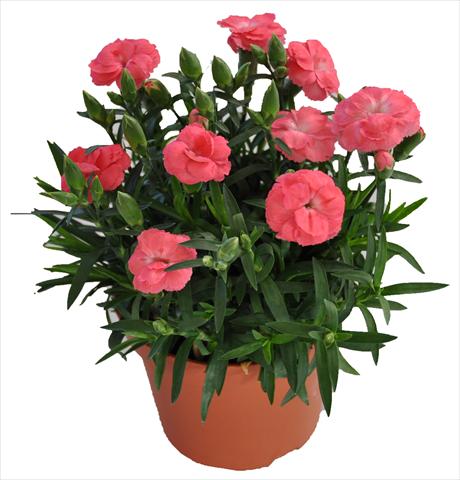 Foto de variedad de flores para ser usadas como: Tarrina de colgar / Maceta Dianthus RE-AL® Capriccio Rose Morn