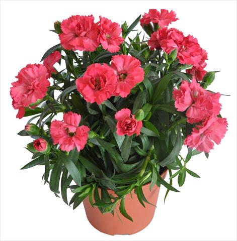 Foto de variedad de flores para ser usadas como: Tarrina de colgar / Maceta Dianthus caryophyllus RE-AL® Capriccio Salmon