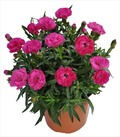 Foto de variedad de flores para ser usadas como: Tarrina de colgar / Maceta Dianthus RE-AL® Capriccio Violet