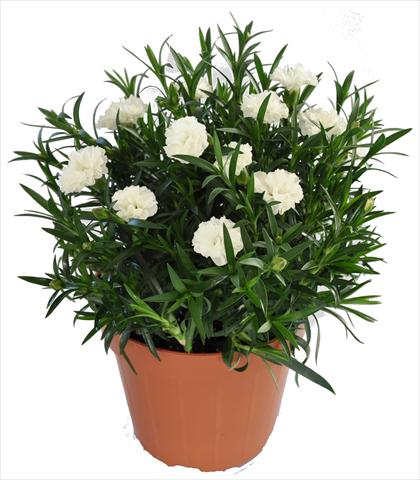 Foto de variedad de flores para ser usadas como: Tarrina de colgar / Maceta Dianthus RE-AL® Capriccio White