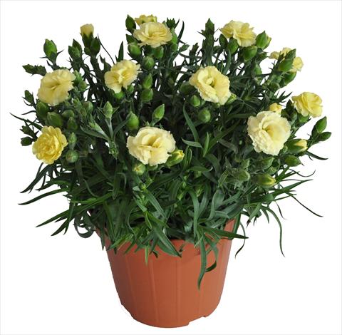 Foto de variedad de flores para ser usadas como: Tarrina de colgar / Maceta Dianthus caryophyllus RE-AL® Capriccio Yellow