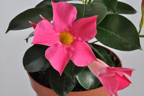 Foto de variedad de flores para ser usadas como: Patio, Maceta Dipladenia (Mandevilla) Hot Lips® Pink
