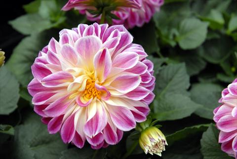 Foto de variedad de flores para ser usadas como: Maceta y planta de temporada Dahlia Dahlietta Surprise Louise