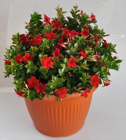Foto de variedad de flores para ser usadas como: Patio, Maceta Dipladenia (Mandevilla) Hot Lips® Red